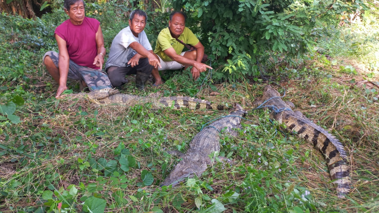 ชาวบ้านผวา ทุ่งนาเต็มไปด้วยจระเข้ 2 วันจับ 3 ตัว เชื่อหลุดจากฟาร์ม 
