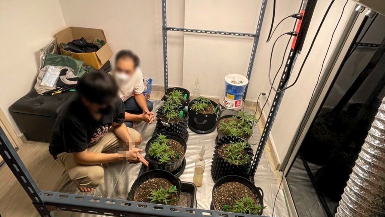จับ 2 บัณฑิต “เพาะกัญชา” ขายเฟซบุ๊ก อ้างตกงาน