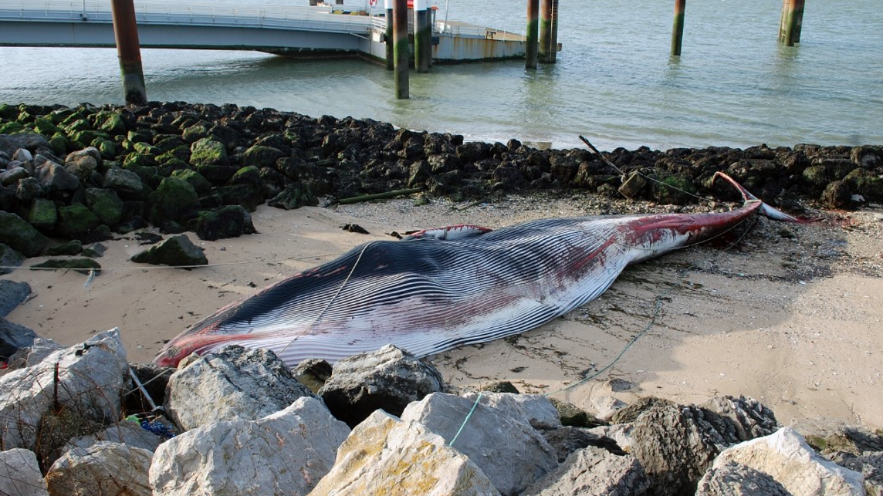 วาฬยักษ์น้ำหนักกว่า 15 ตัน ว่ายเกยตื้นชายหาดของฝรั่งเศส