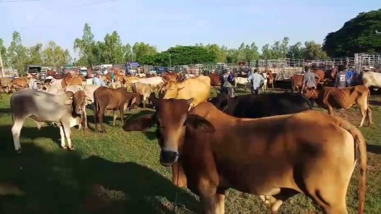 เปิดตลาดนัดโคกระบือ ตาชาวนาสุรินทร์เผยข้าวราคาร่วง ต้องขายวัวใช้หนี้