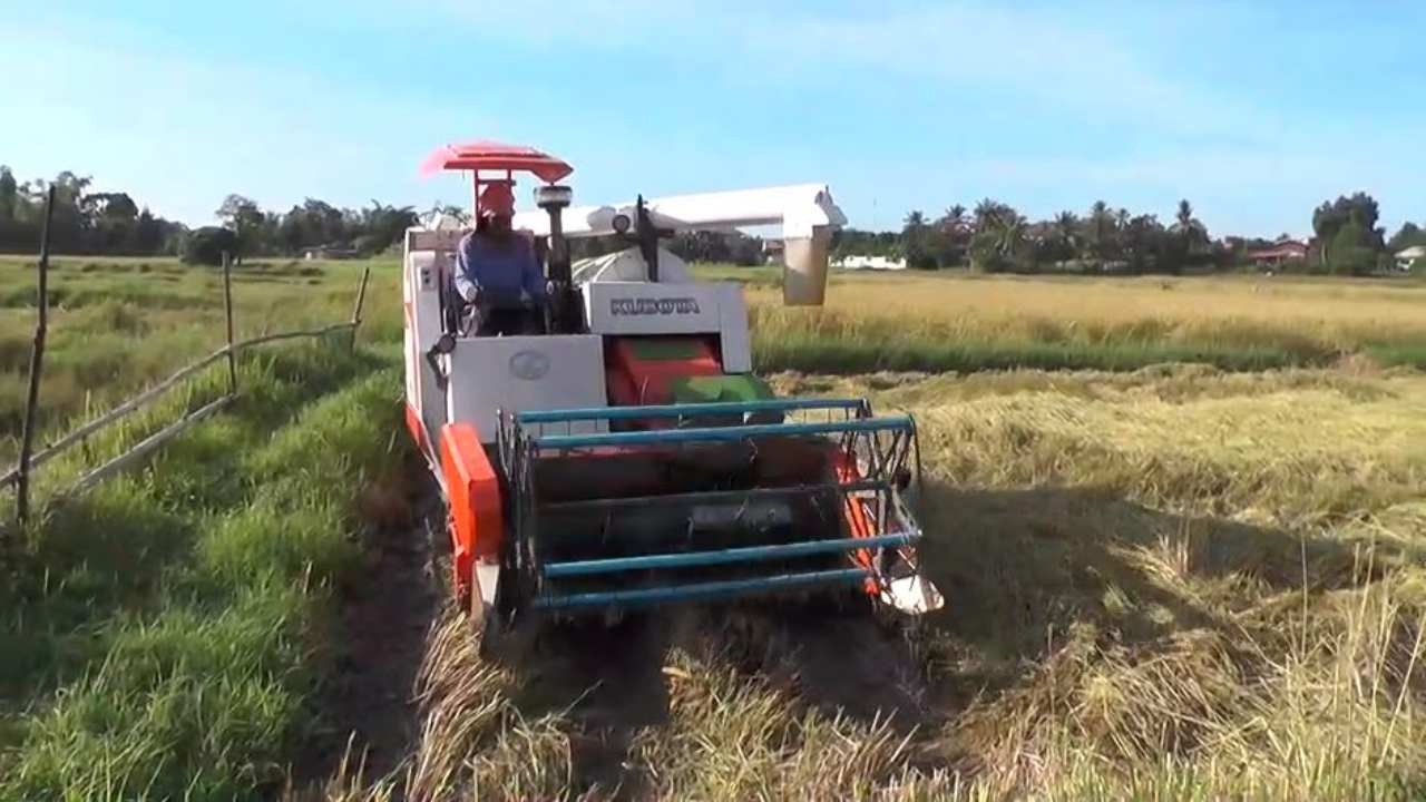 ชาวนาชัยภูมิเร่งเกี่ยวข้าวหลังน้ำท่วม ช้ำราคาตกหากขาดทุนให้ไก่กินดีกว่า