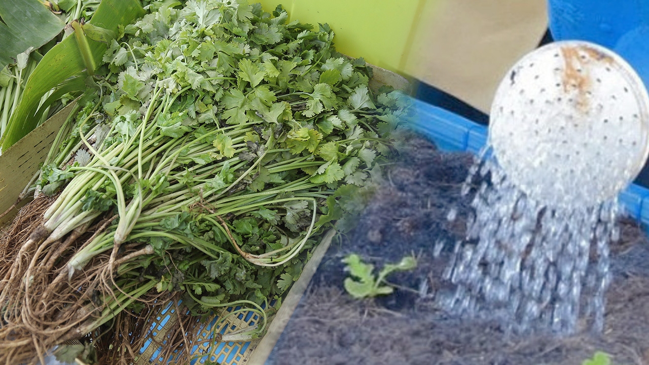 ทางเลือกปลูกกินเองที่บ้าน ยุคผักชีแพงมหาโหด รออากาศหนาว จะค่อยๆ ถูกลง