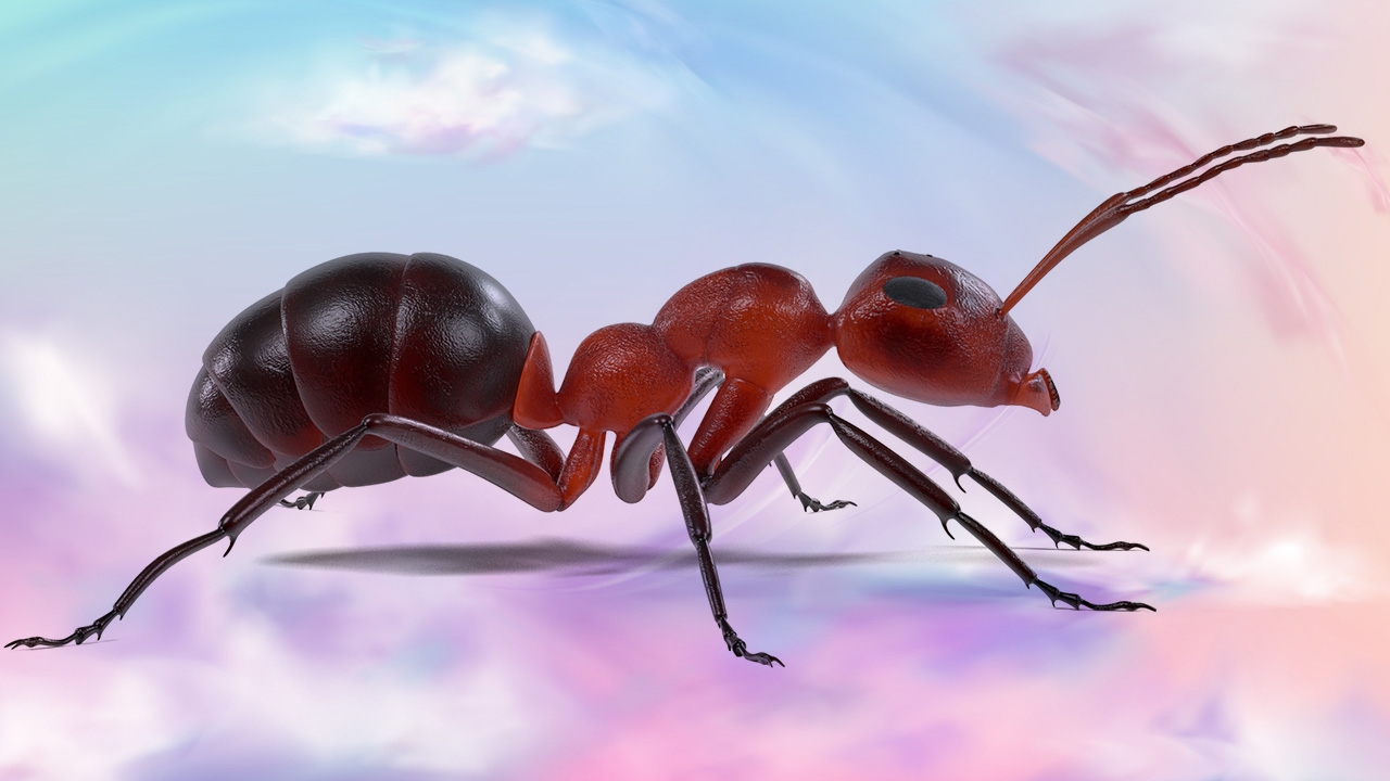 ความหมาย 'ฝันว่ามดไต่' และเลขเด็ด