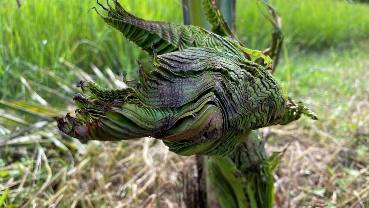 สาวฝันคนจะมาให้โชค เจอมะพร้าวแตกหน่อรูปทรงพญานาค ทำพิธีไหว้รอขอเลขเด็ด