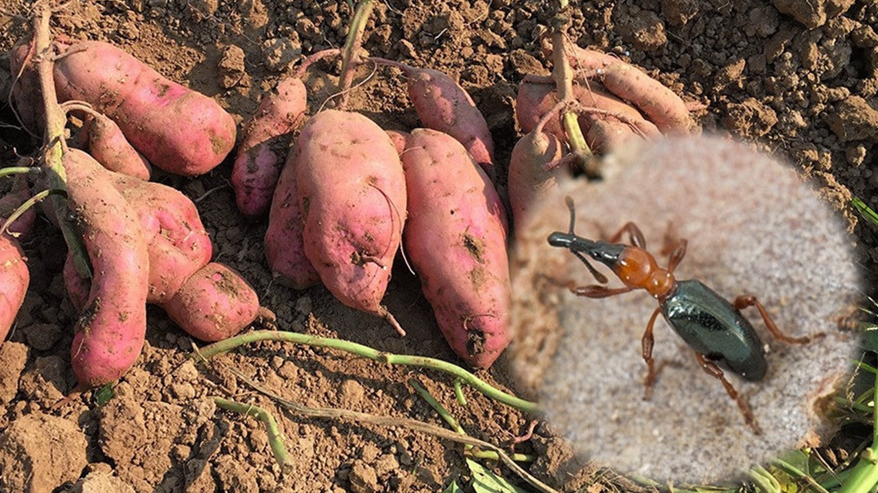 ปราบด้วงงวงมันเทศ