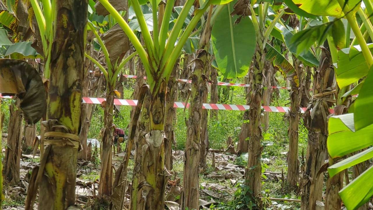 ตร.แม่แตง ล่ามือยิงเจ้าของสวนกล้วยหอม คุมผู้ต้องสงสัยมาสอบมุ่งปมขัดแย้ง