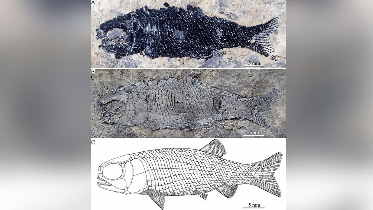 พบซากฟอสซิล ปลานักล่าอายุ 244 ล้านปีและสูญพันธุ์ไปแล้วในจีน