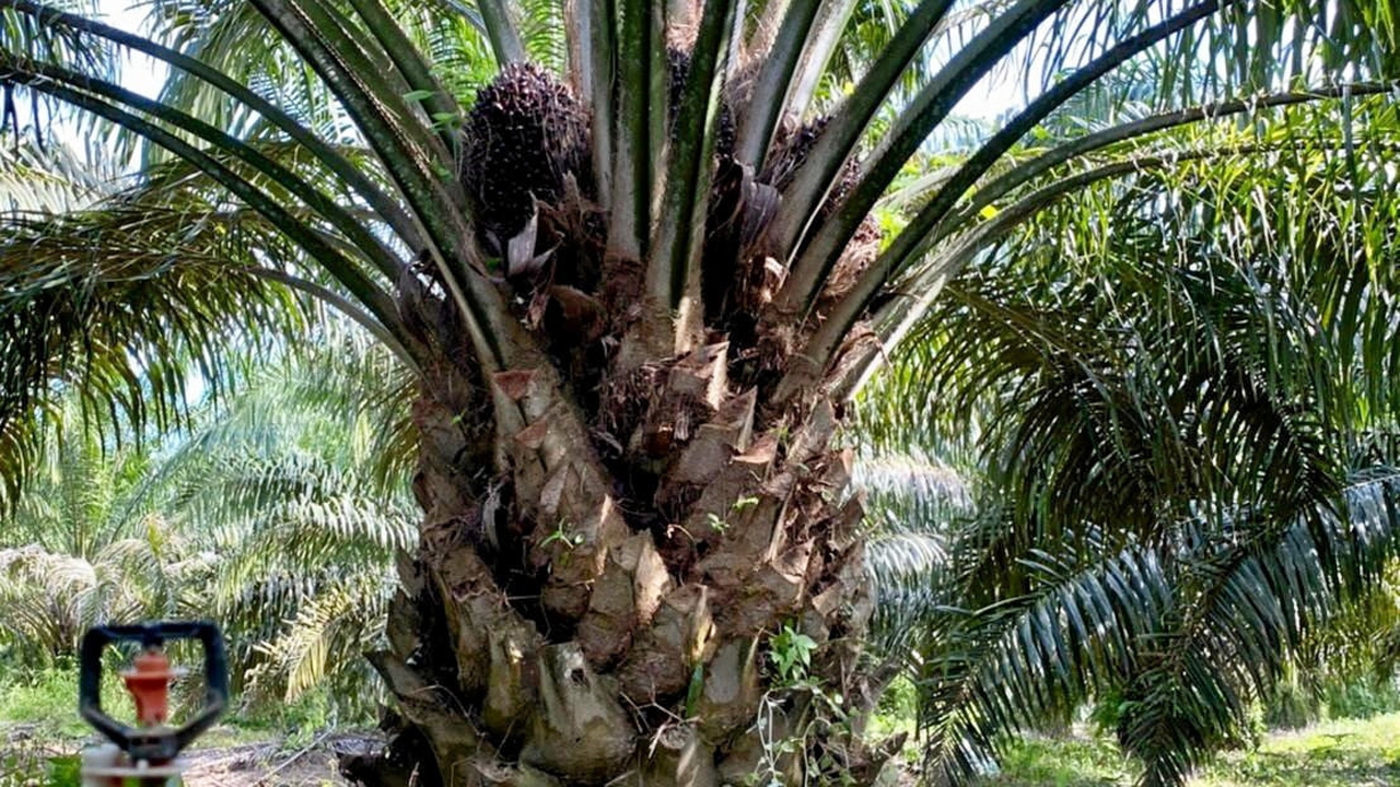 เปลี่ยน “รับรู้” เป็น “เรียนรู้” เพิ่มผลผลิตปาล์มน้ำมัน