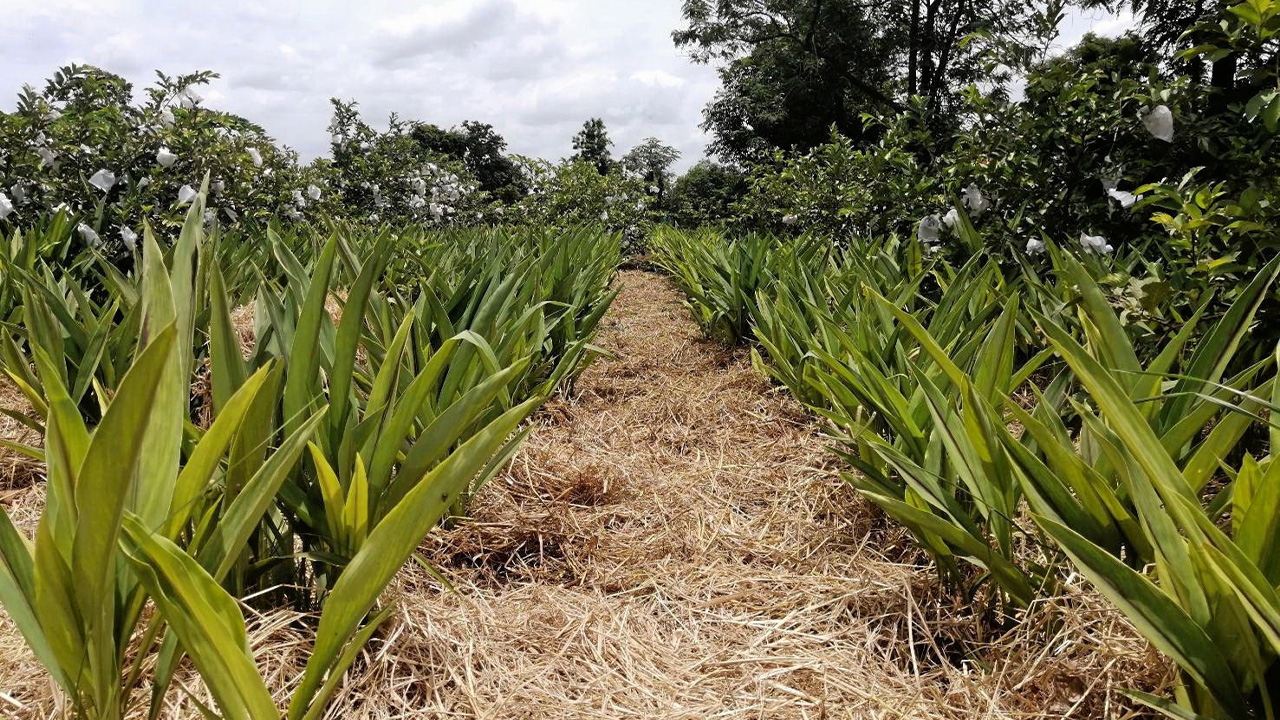 กระเจียว..สร้างอาชีพยุคโควิด