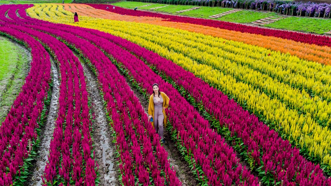 เที่ยวเชียงใหม่ ชมสวนดอกไม้แม่ริมสวยสุดสายตา