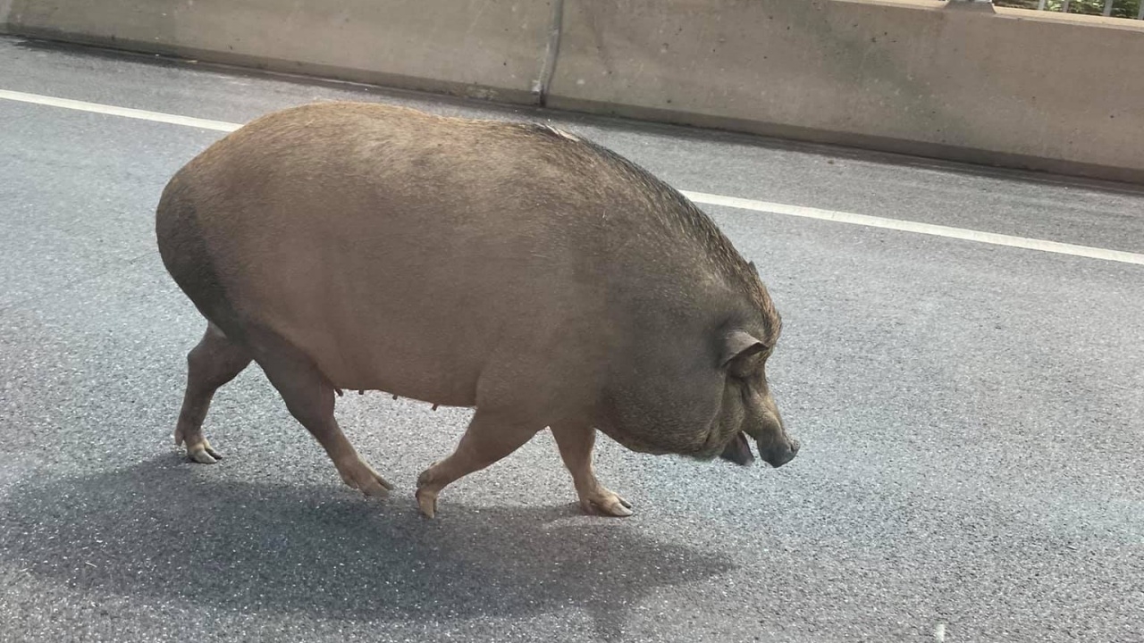 เจ้าหน้าที่โร่ช่วย "หมูป่า" โผล่ทางด่วน หลังผู้ใช้ถนนหวั่นถูกรถชน