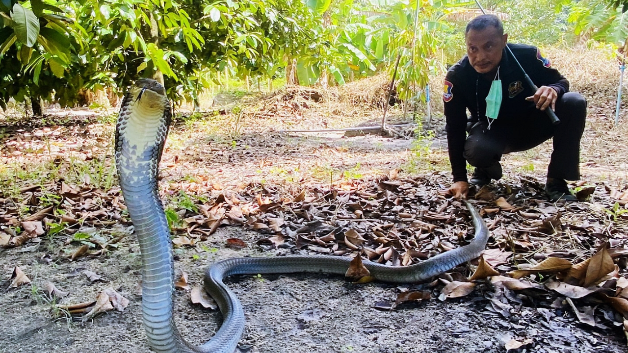 ไล่จับระทึก "จงอางตัวเขื่อง" โผล่ยอดมังคุดโบราณ ชาวบ้านเชื่อบริวารพญางู