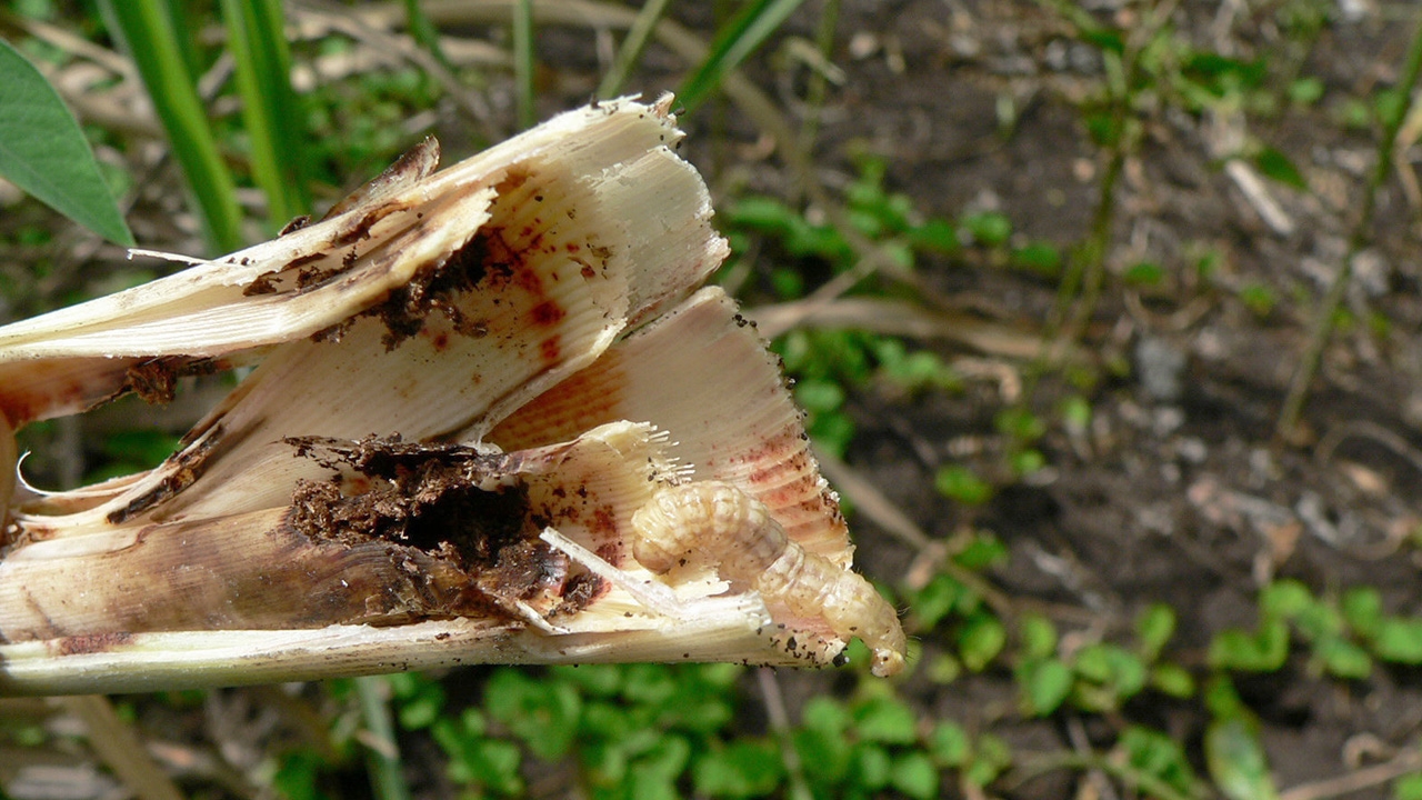 อ้อยระวังหนอนกอลายจุดใหญ่