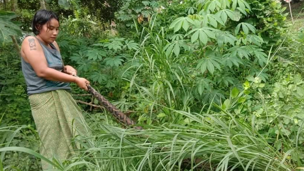 ผ้าถุงเกือบหลุด สาวใจเด็ดคว้าหาง "งูเหลือม" ยื้อยุดช่วยแมวจนปลอดภัย