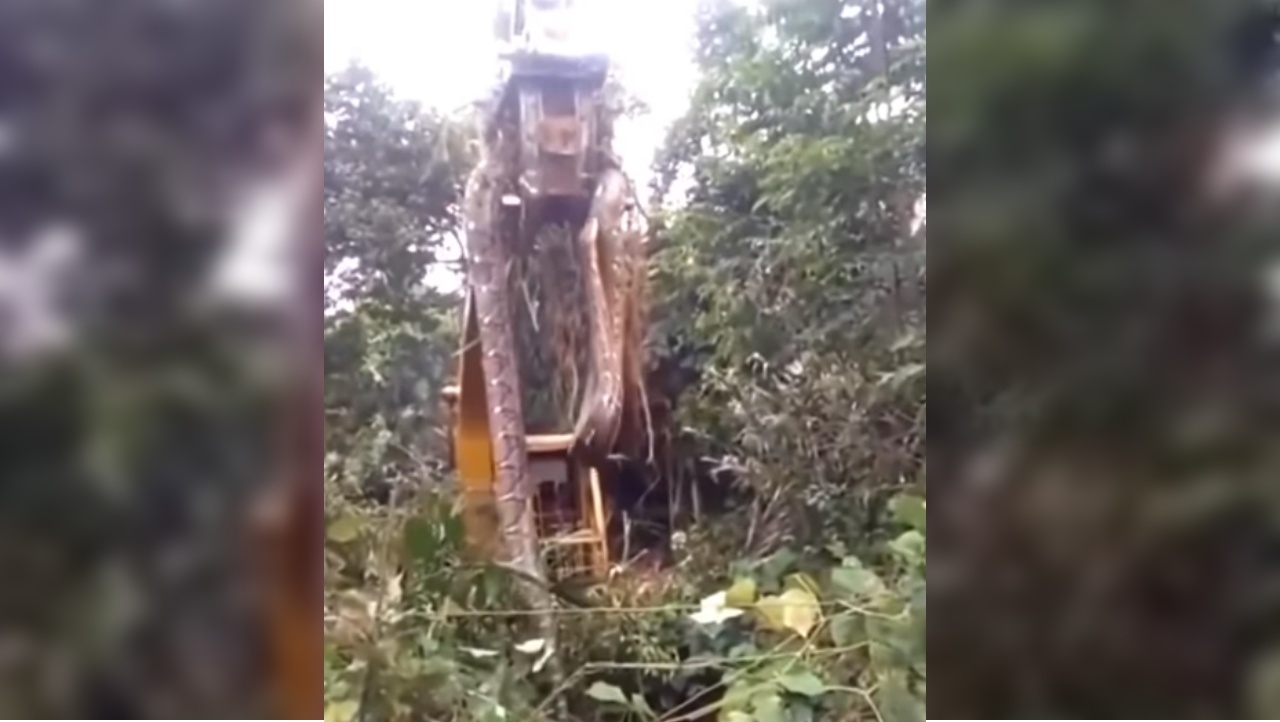 นาทีสยอง ใช้รถเครนยก งูอสูรยักษ์ ออกจากป่าบนเกาะในแคริบเบียน (คลิป)