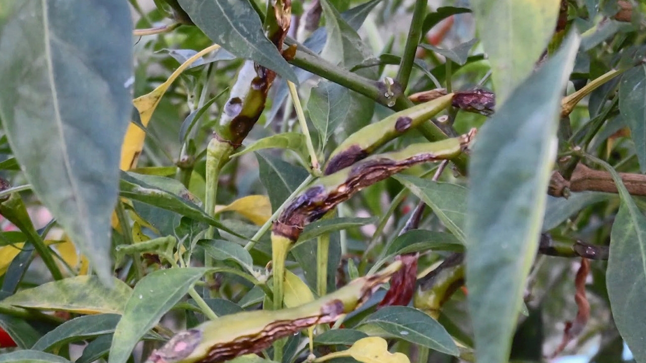 ชีวภัณฑ์สยบโรคกุ้งแห้งพริก ผลิตขยายได้เองในนมกล่อง