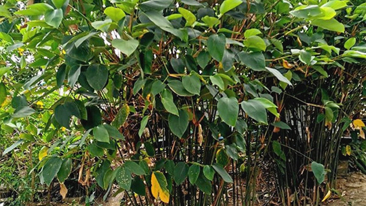 ต้นคลุ้ม-เม็ดยาง-ผักตบ-ไข่ ตอบโจทย์ถาดโฟมแป้งมันสำปะหลัง