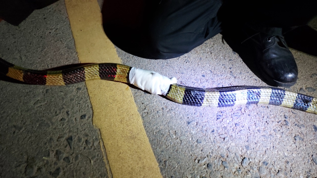 หนุ่มโรงงานตกใจ เจองูสามเหลี่ยม พิษร้ายแรงหน้าประตูบ้าน รอดโดนฉกหวุดหวิด