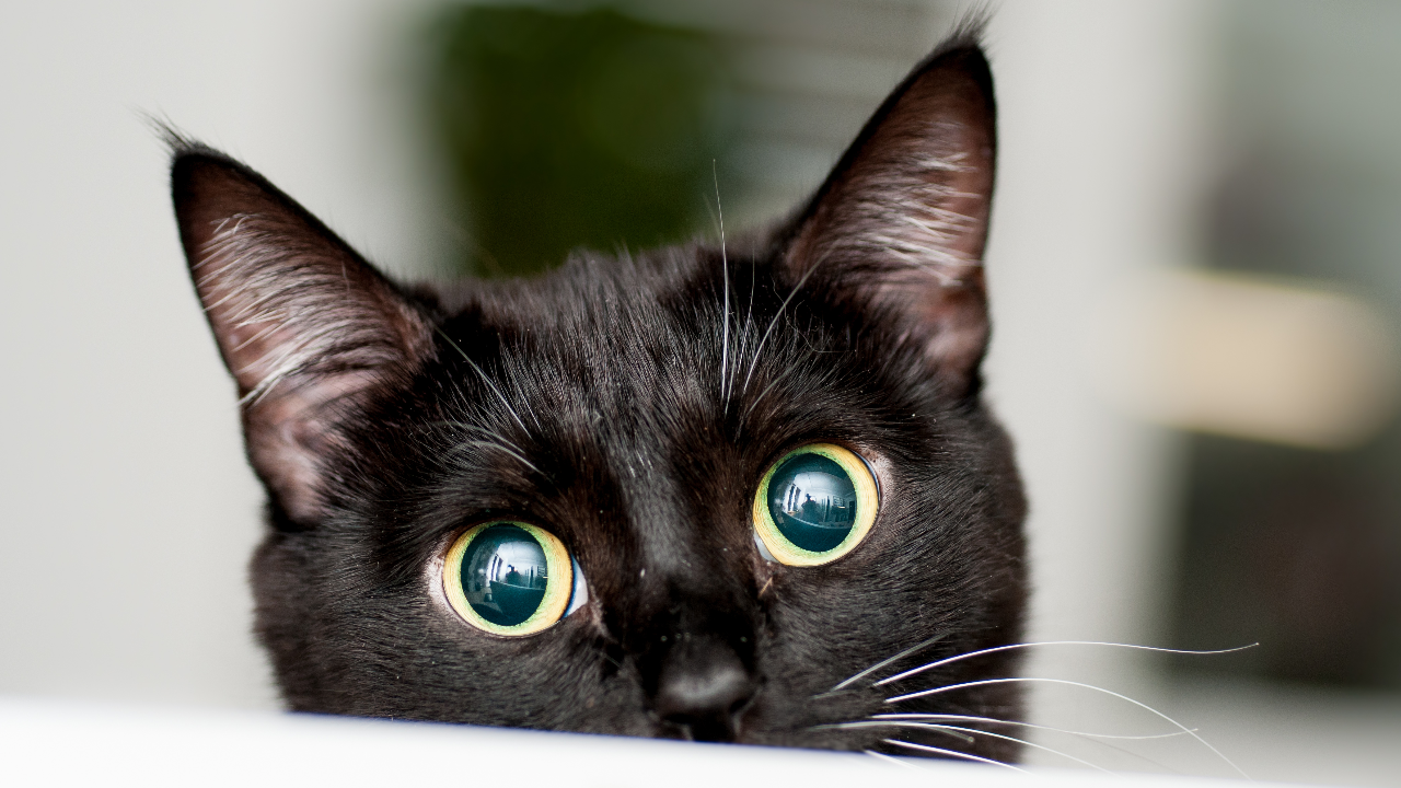 27 ตุลาคม วันแมวดำโลก #BlackCatDay