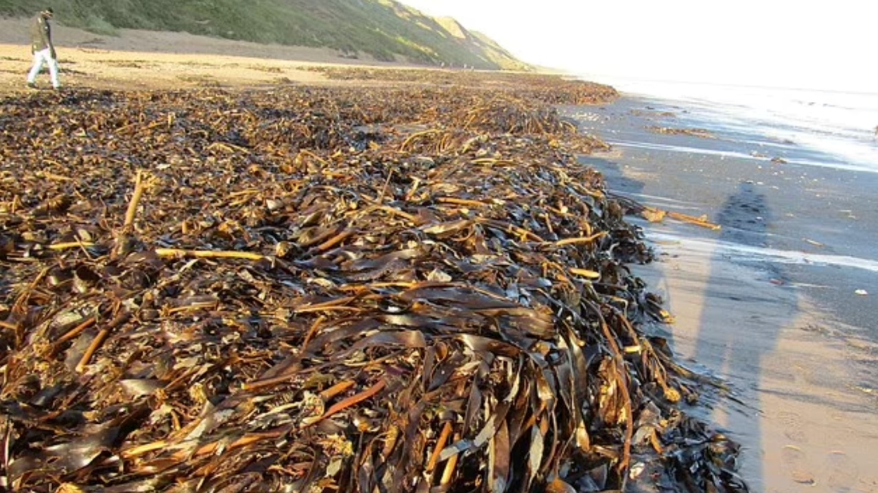 ขนลุก สัตว์ทะเลตายปริศนามหาศาล โดนคลื่นซัดมากองพะเนินบนหาดอังกฤษ 