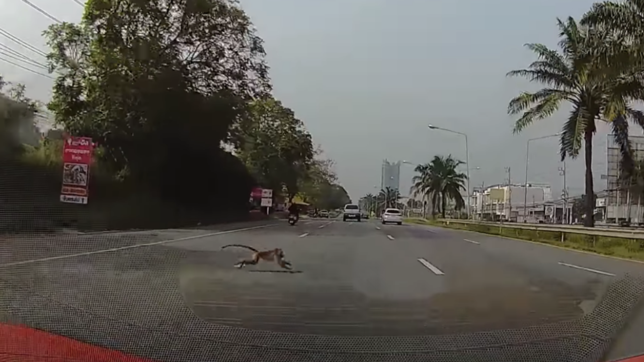 นักแคสต์เกมดัง ขับรถชน "ลิง" เจ็บสาหัส น้อมรับผิด ยินดีอุปถัมภ์ตลอดชีวิต