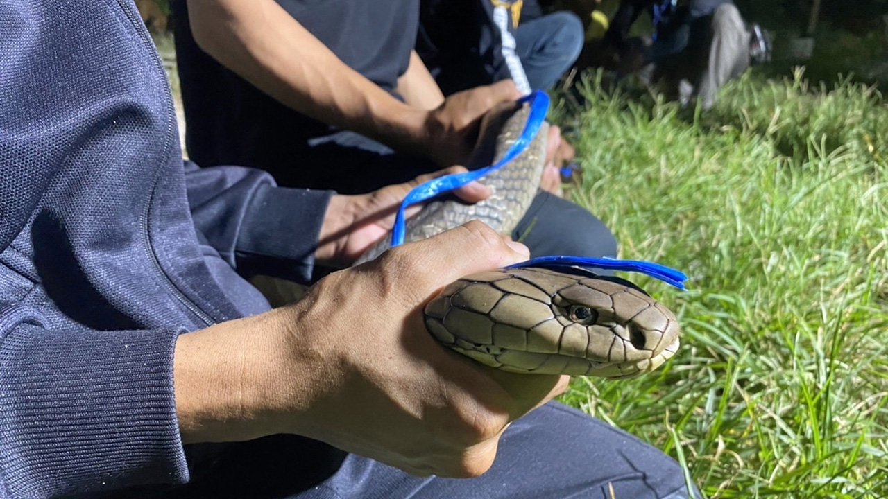 ผวาเขี้ยวอสรพิษ “จงอาง” โผล่อื้อ! คืนเดียวจับ 9 ตัว