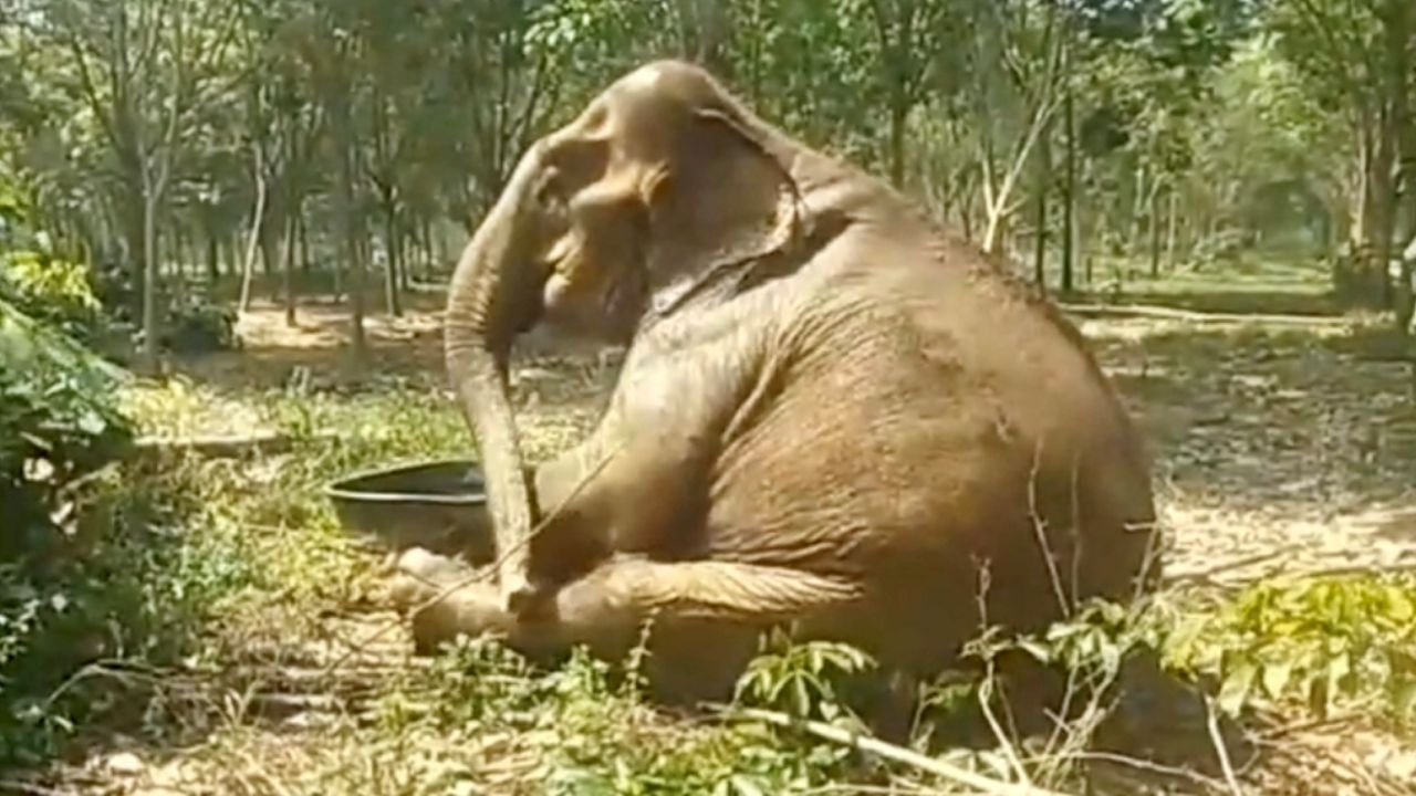 สุดแรงยื้อ ปิดตำนานช้างป่าชรา "พังคุณยายเกตุ" ล้มในวันพระ รวมอายุ 87 ปี