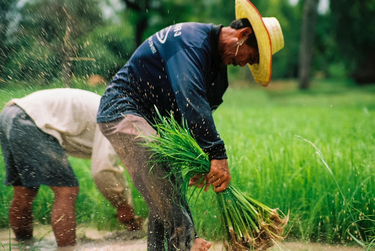 จากจีนถึงยูเครน วิกฤติปุ๋ยแพง ผลกระทบที่คาดไม่ถึงต่อเกษตรกรไทย