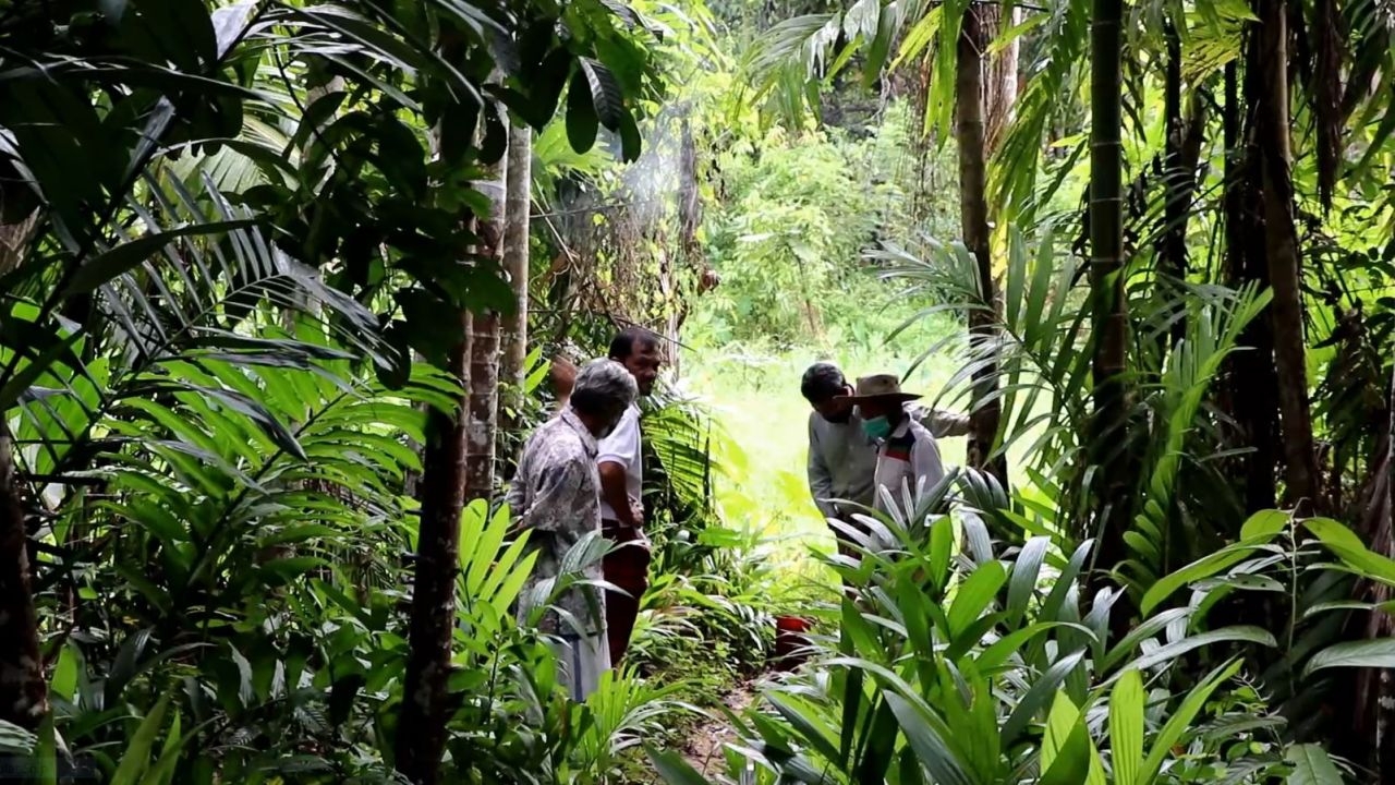 ชาวบ้านเบตงผวา หมูป่าไล่ขวิดเด็กบาดเจ็บ จนท.-อุทยานฯ เร่งผลักดันกลับป่า