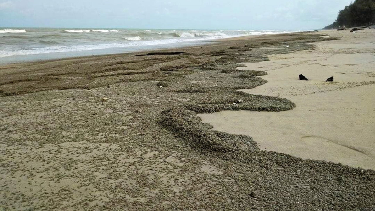 หินภูเขาไฟเกลื่อนหาด ใช้ในการเกษตรได้ไหม?