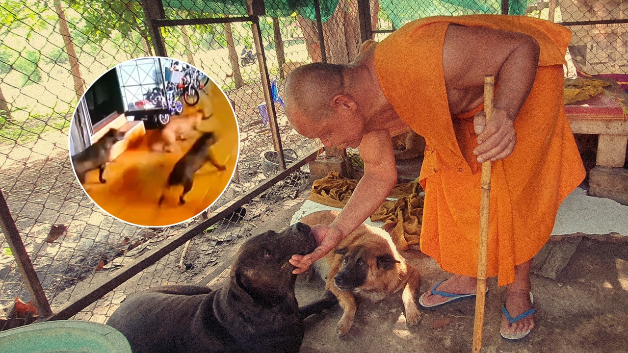 เรื่องหมาๆ ที่พาคนขึ้นโรงพัก : ไขข้อกฎหมาย ฝูงพิตบูล พังประตูเข้าบ้าน