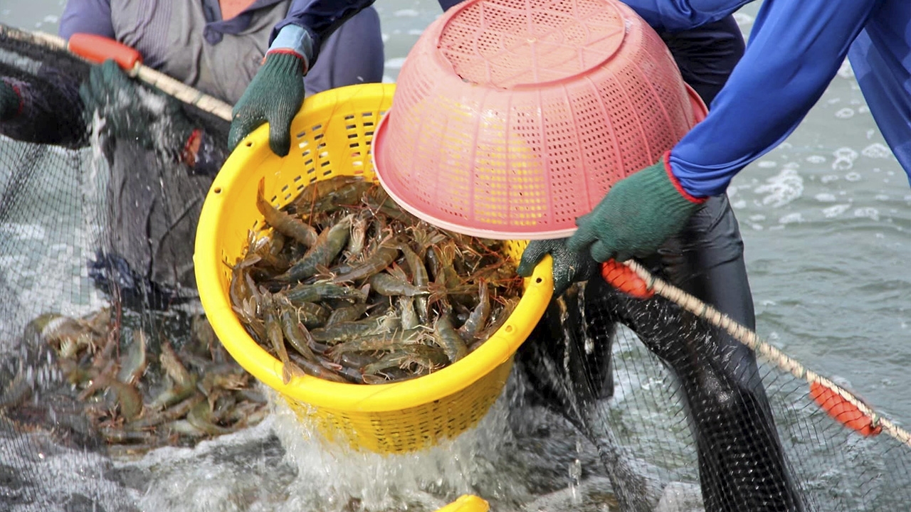คนเลี้ยงกุ้งทะเลมีเฮ ปลดล็อกเงื่อนไขขอสินเชื่อสำเร็จ