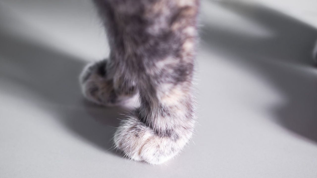 สะเทือนใจทาสแมว เจอซากน้องถูกแขวนกับรั้ว เจ้าของบ้าน ยันไม่เคยเห็นมาก่อน