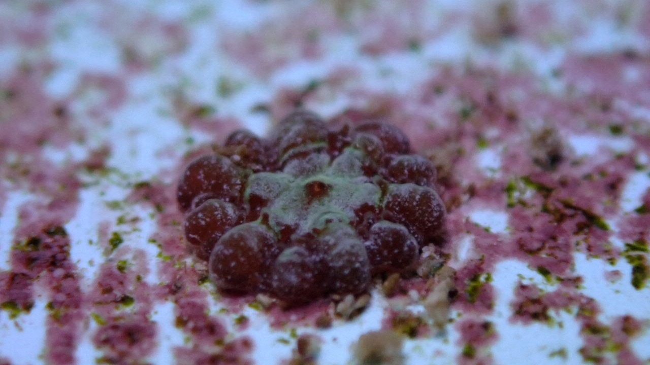 เพาะพันธุ์ปะการังใกล้สูญพันธุ์ในฟลอริดา