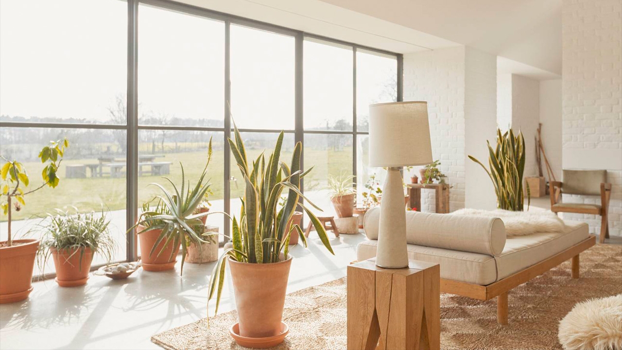 ฮวงจุ้ยต้นไม้ เน้นการจัดวาง เคลื่อนย้าย ตกแต่งอย่างไรให้ปัง 