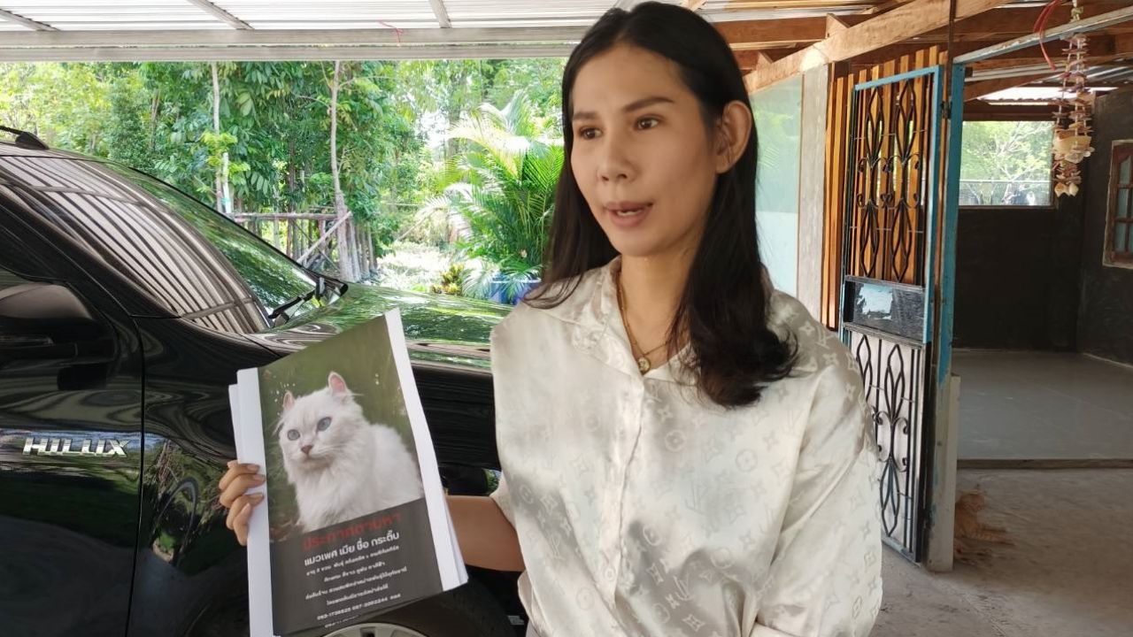 สาวอุทัยธานีประกาศหา "กระติ๊บ" แมวเพศเมียหายจากบ้าน หาเจอมีรางวัลให้ 