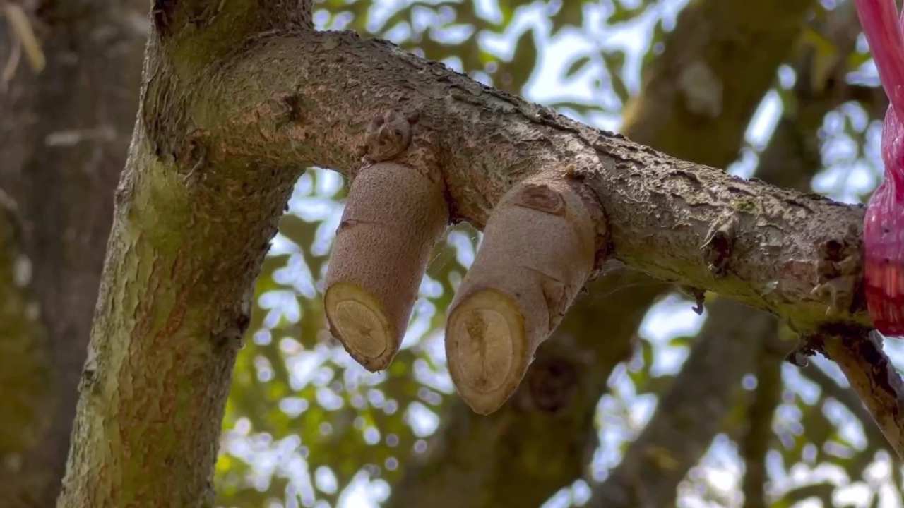 เดือดร้อนหนัก โจรบุกสวนทุเรียน ขโมยตัด "หมอนทอง" เจ๊งครึ่งแสน