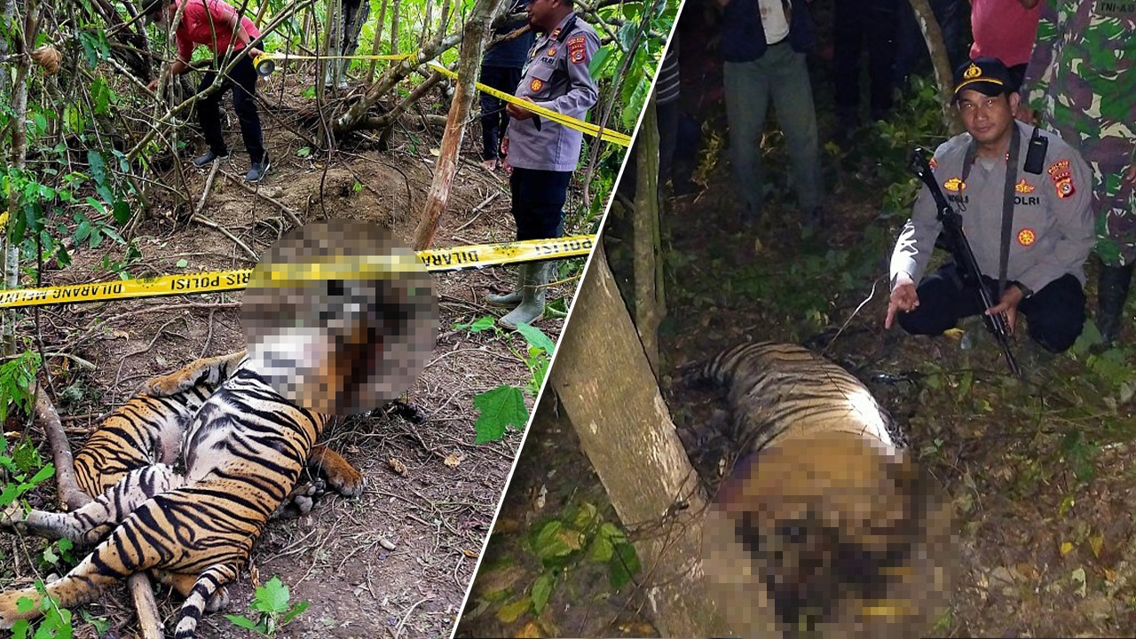 สุดสลด อินโดฯ พบ "เสือโคร่งสุมาตรา" 3 ตัวติดกับดักตายในป่าใกล้สวนปาล์ม 