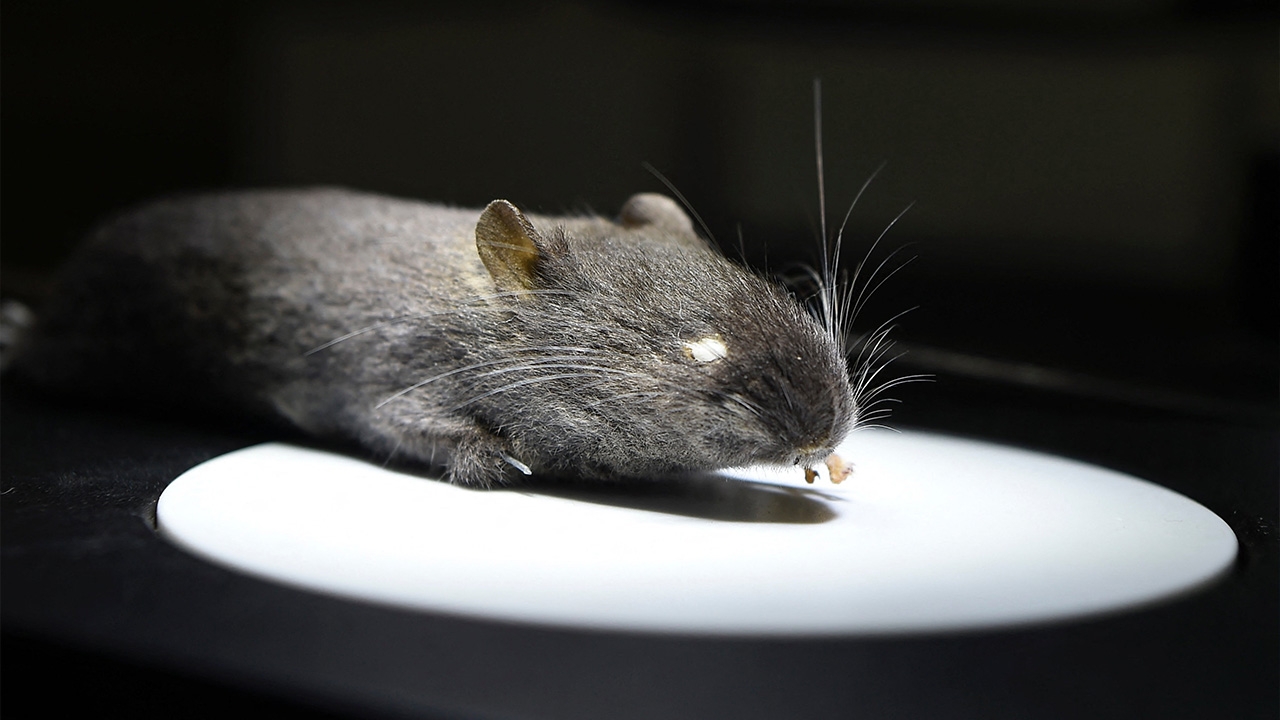 สร้างหุ่นยนต์ 4 ขา เลียนแบบพฤติกรรมหนู