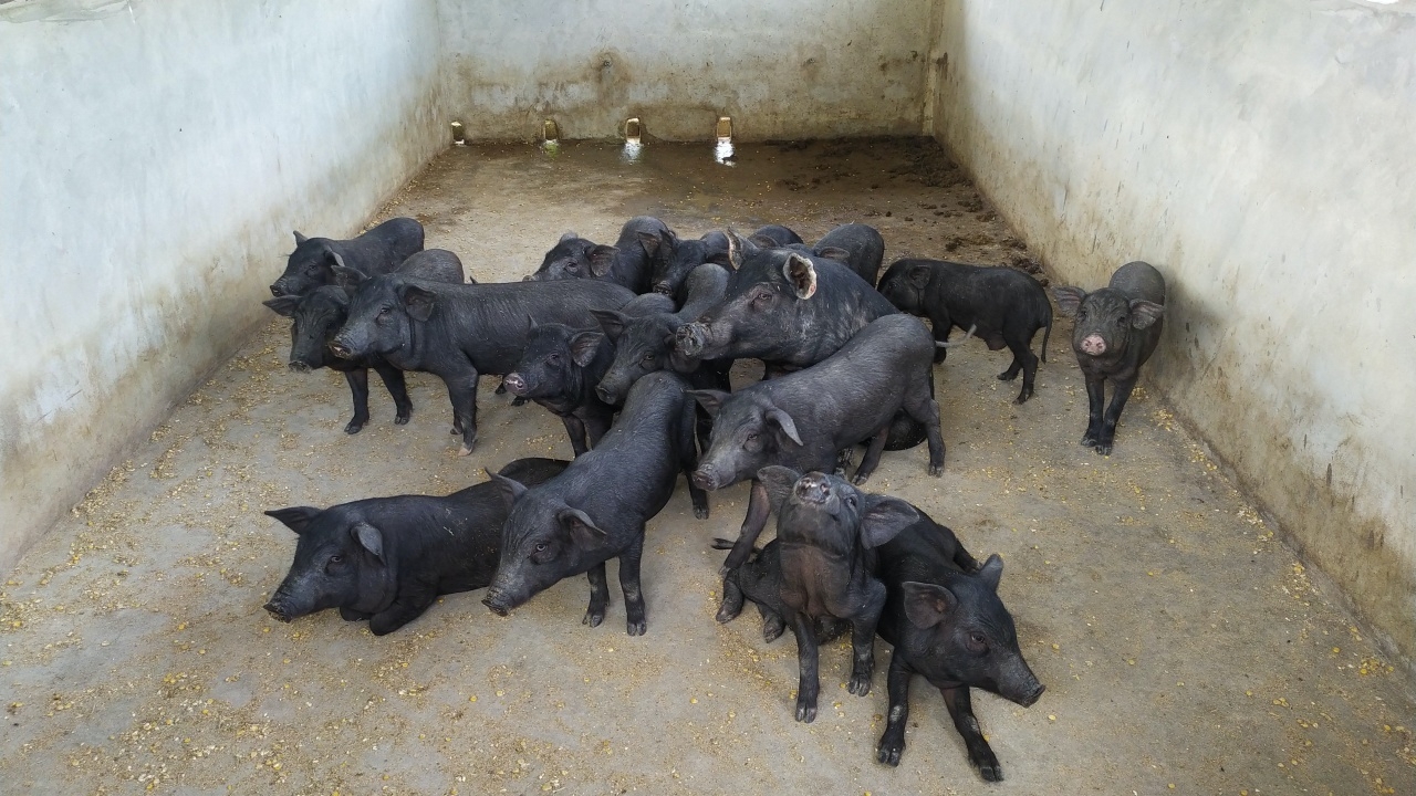 ป.ป.ส.อายัดทรัพย์ หัวหน้าสั่งการแก๊งยาบ้า ยึดหมดยันหมูในเล้า