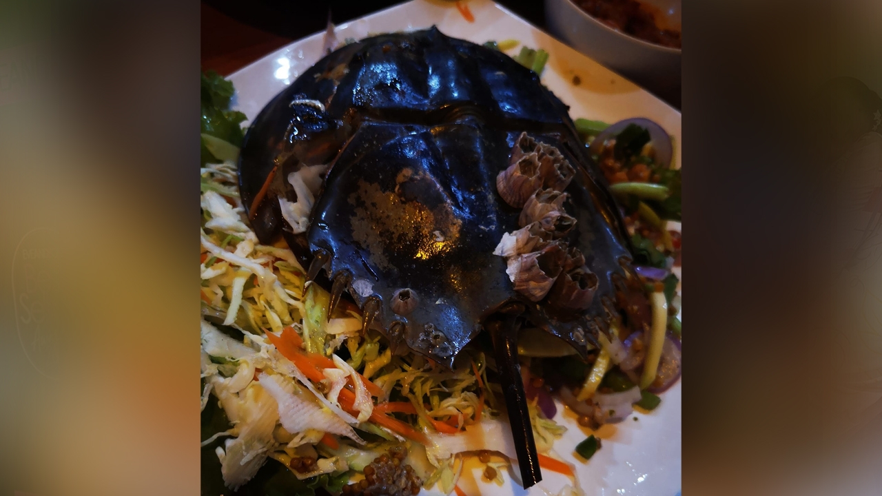 อ.เจษฎ์ ชี้ "แมงดาถ้วย" มีพิษสะสมในตัว เป็นอันตรายต่อการบริโภค