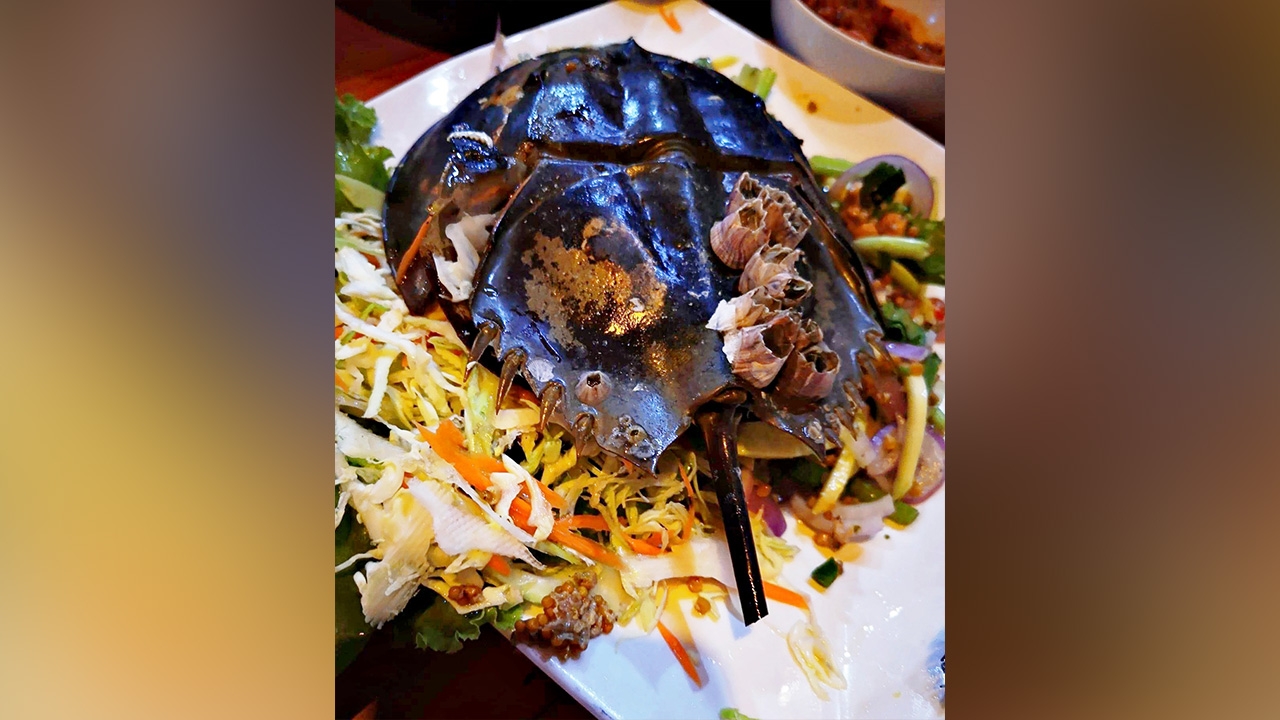 ร้านซีฟู้ดกระบี่ ยันไม่ได้เสิร์ฟแมงดามีพิษ จ่อดำเนินคดีทำชื่อเสียงเสียหาย