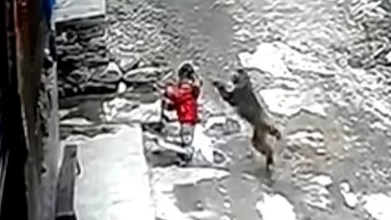 นาทีสุดช็อก ด.ญ. 3 ขวบ โดนลิงป่าจอมดุที่จีน โดดขย้ำ ลากไปริมถนน (คลิป)