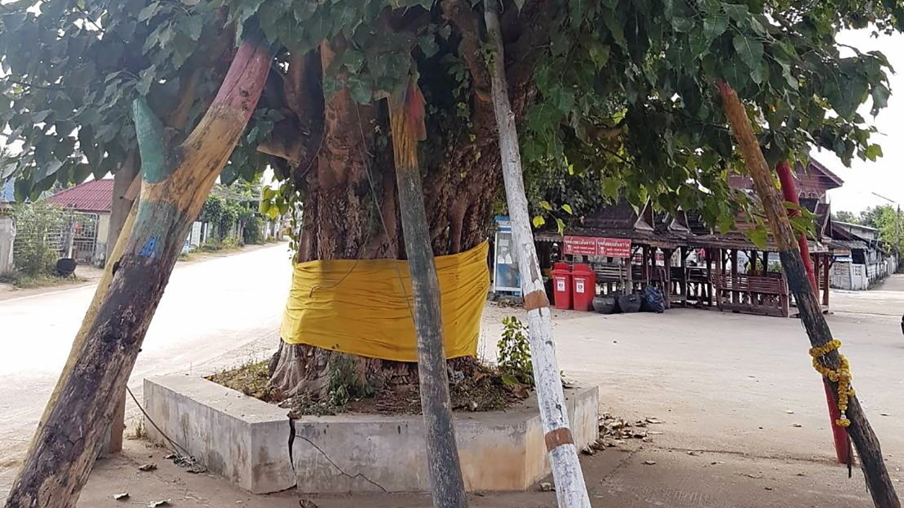 พลังศรัทธา “ไม้ค้ำโพธิ์” สูตรธาตุ-ชะตา..ต่อดวง