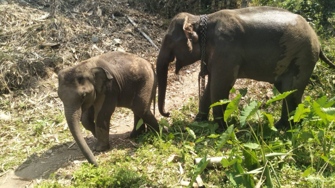 สุดสงสาร ช้างน้อย ไม่ยอมพรากจากศพแม่กินสารเคมีตาย