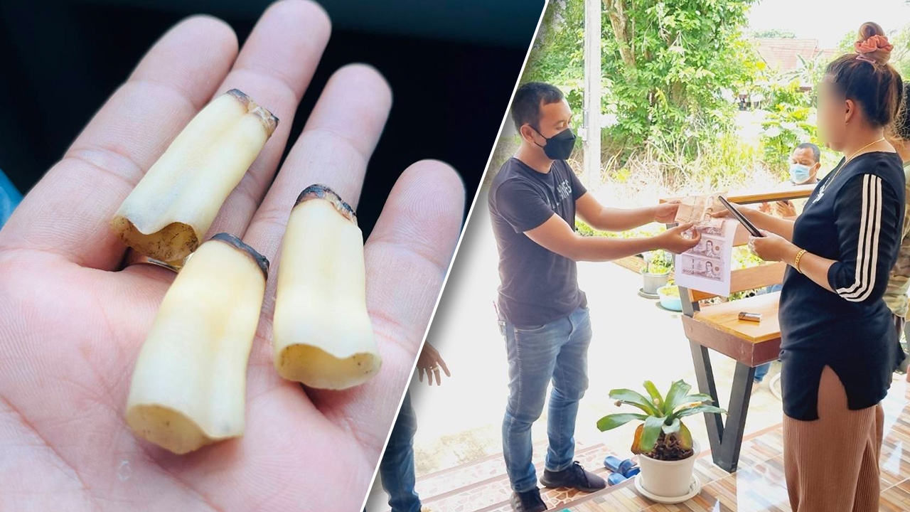 ล่อซื้อจับแม่ค้า โพสต์ขายฟันพะยูน 3 ซี่ โดนปรับอ่วม โทษสูงถึงจำคุก 15 ปี