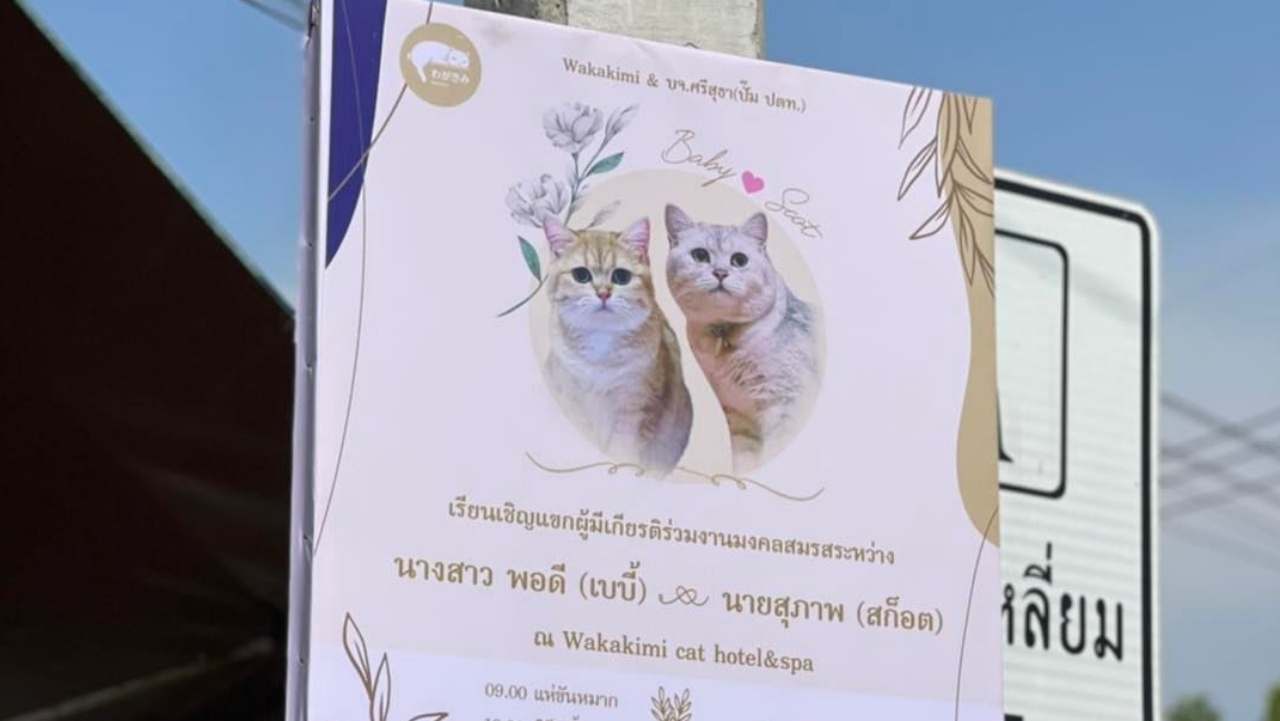 ทาสอิจฉาไม่ไหว 2 เหมียว ขึ้นป้ายเชิญแขกร่วมงานแต่ง บอกขำๆ ไม่ได้ท้องก่อนแน่นอน