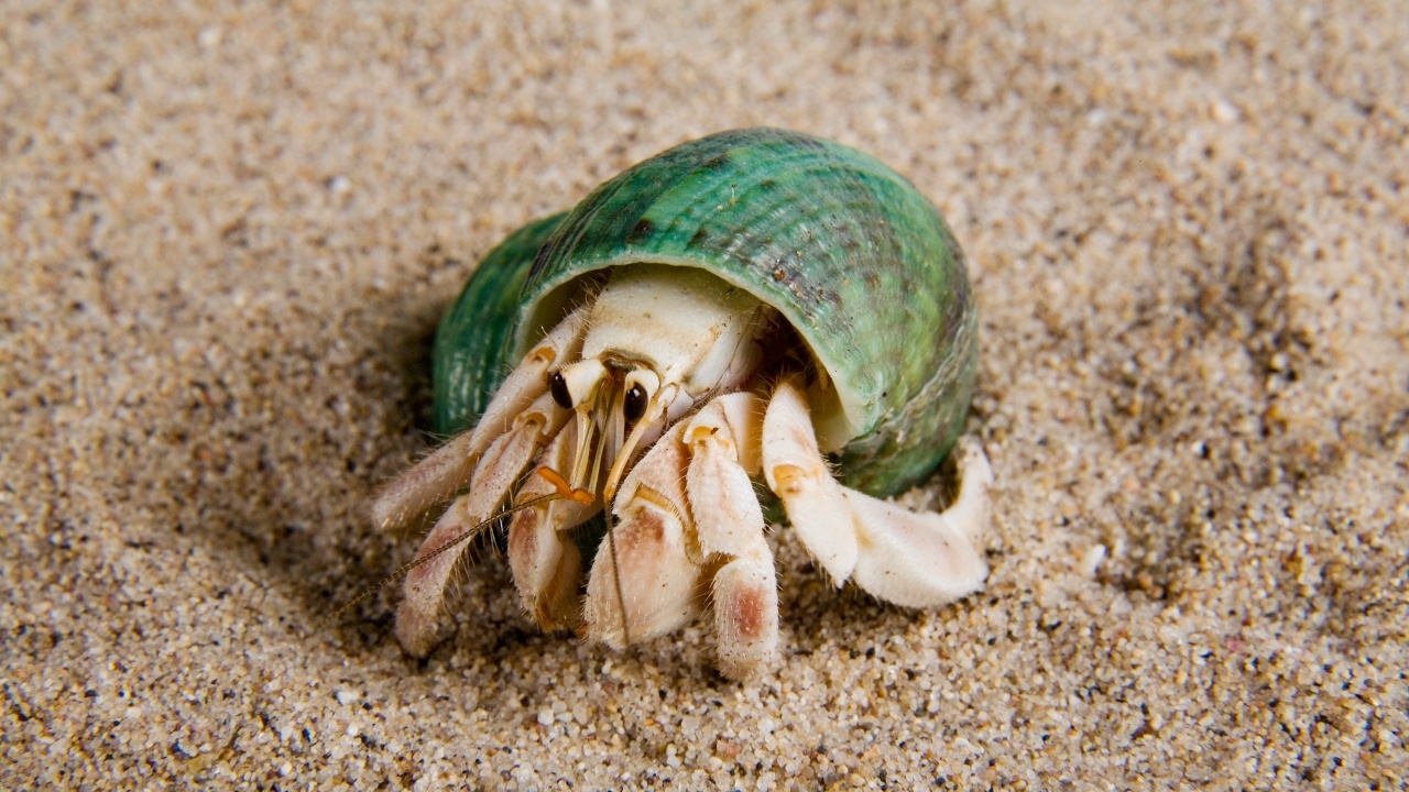 อ.ธรณ์ เผยไม่มีกฎหมายคุ้มครอง "ปูเสฉวน" จับมาเลี้ยง ถือว่าตายจากทะเลแล้ว