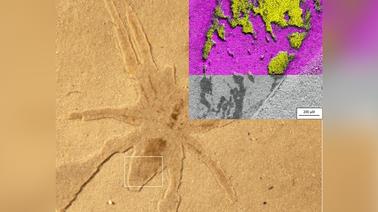 ศึกษาการเรืองแสงของซากฟอสซิลแมงมุม