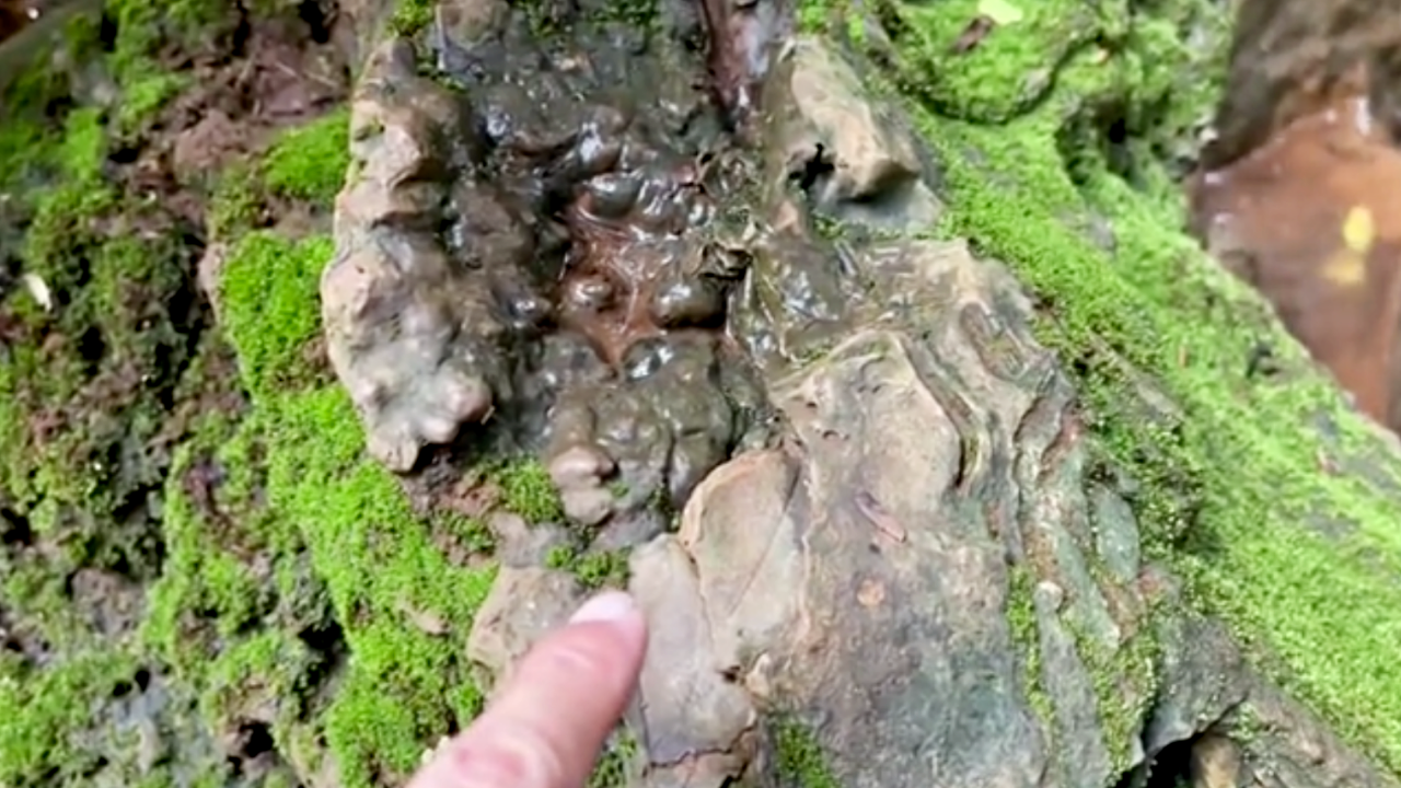 นักธรณีวิทยา บุกสำรวจ "ฟอสซิลใบไม้" ที่น้ำตกผาเก้า คาดมีอายุกว่า 1 แสนปี